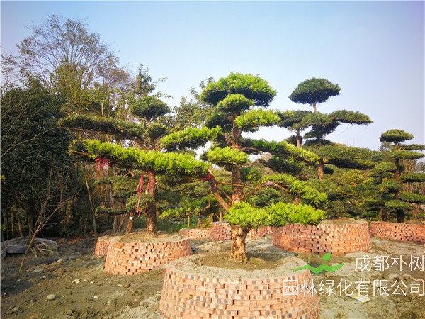 罗汉松的嫁接方法是什么？